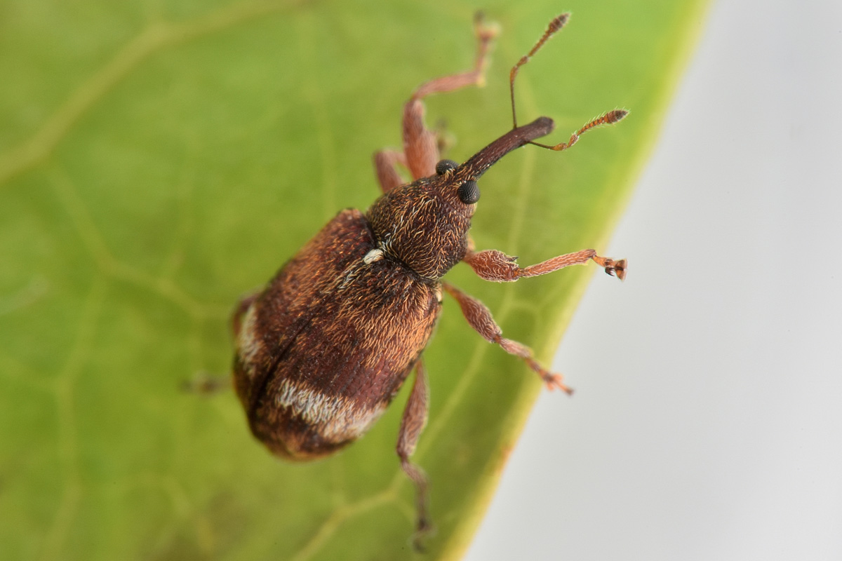 Curculionidae: Anthonomus pedicularius? Si.